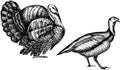 Monochrome hand drawn  black and white turkey illustration Royalty Free Stock Photo